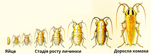 Неповнеперетвоненнякомахпідписи.png