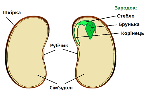 квасоля підписи.png