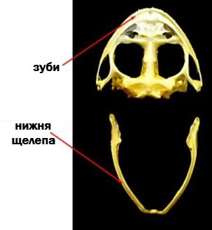 череп земноводних.jpg