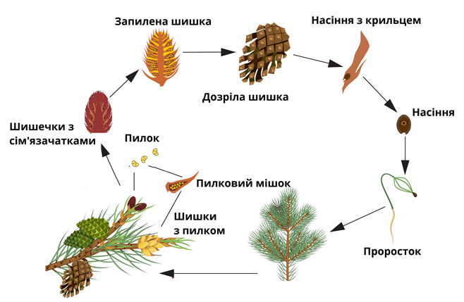 розмноження сосни.png