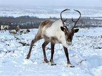 reindeer1-pix.jpg