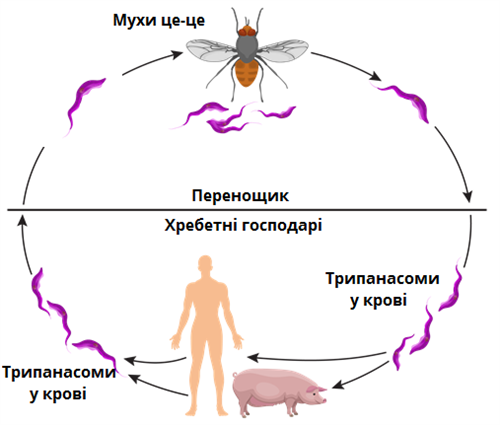 життєвий цикл трипаносом.png