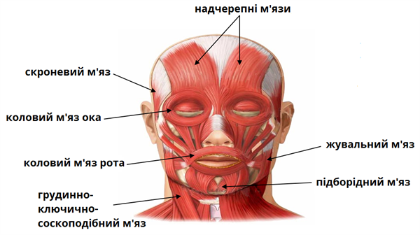 мязи голови01.png
