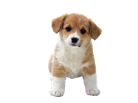 цуценя.png