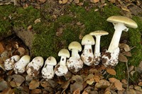 blida-poganka-amanita-phalloides-3.jpg