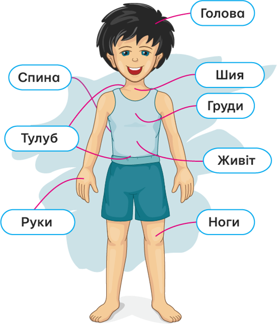 Як побудований твій організм? — урок. Я досліджую світ, 2 клас.