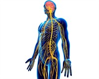 нерв сис платне канва.jpg