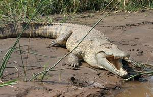 крокодил9.jpg