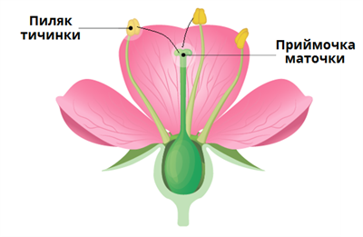 самозапилення.png