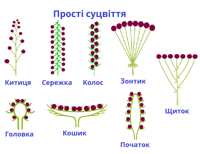 простісуцвіттясхеми.png