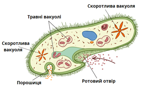 живлення інфузорія.png