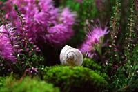 shell1 pix.jpg