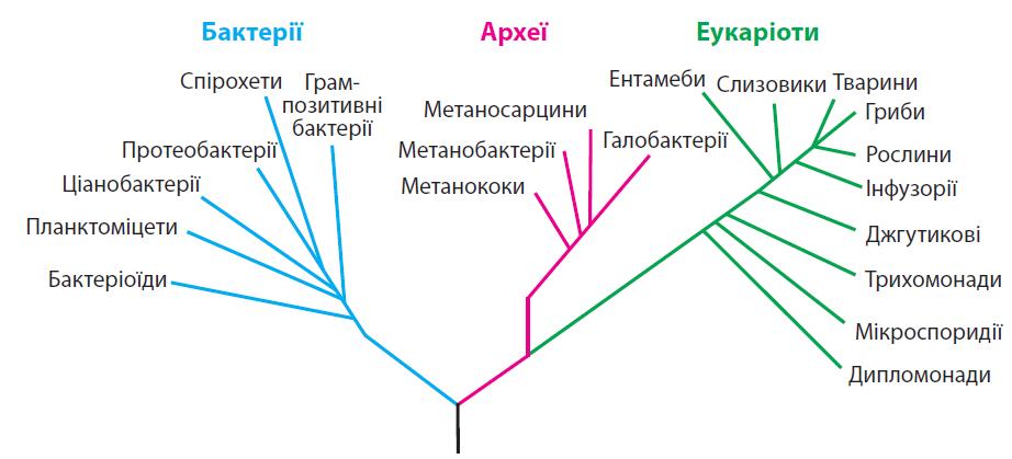 Эукариоты классификации организмов