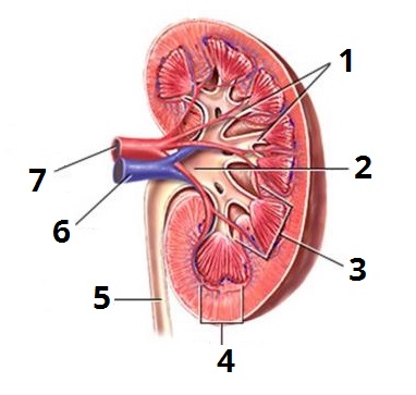 нирка цифри 5.jpg