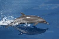dolphin-pix.jpg