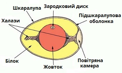 яйце.jpg