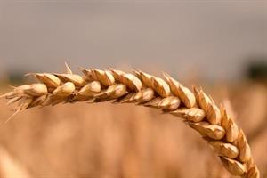 пшениця10.jpg
