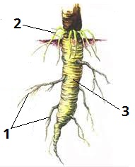 Види коренів цифри6.jpg