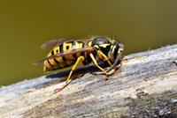 wasp pix.jpg