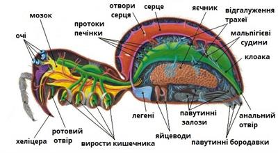 Будова павука.jpg