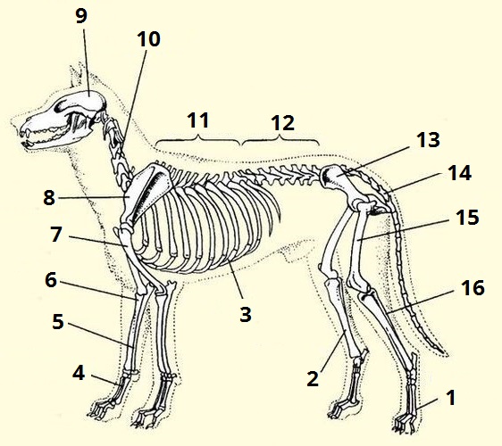 Скелет собаки рисунок с подписями
