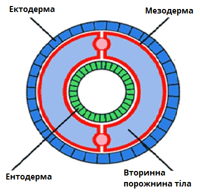 целом.png