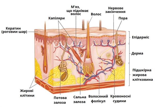 будова_шкіри.jpg