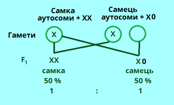 На диаграмме представлены два типа гамет человека х и y