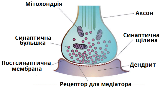 синапс2.png