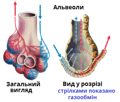 ДИХАЛЬНА СИСТЕМА ЛЮДИНИ