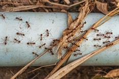 overhead-shot-red-ants-steel-blue-pipe-taken-doi-tao-lake-thailand-asia.jpg