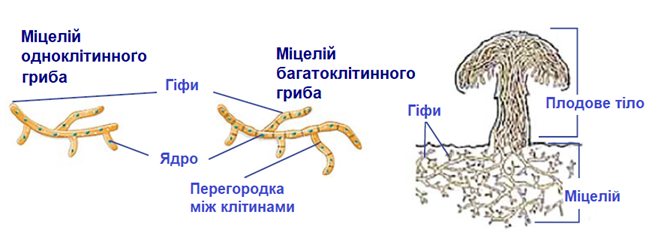 гриби.png