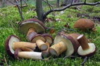 польський гриб з сайту влісі.jpg