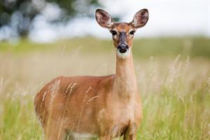 doe pix.jpg