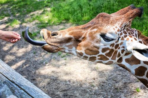 giraffe-eating-feeding-zoo.jpg