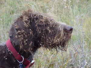 seeds-attached-to-fur.jpg