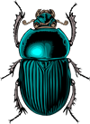 beetle-g37e59ddf8_1280.png
