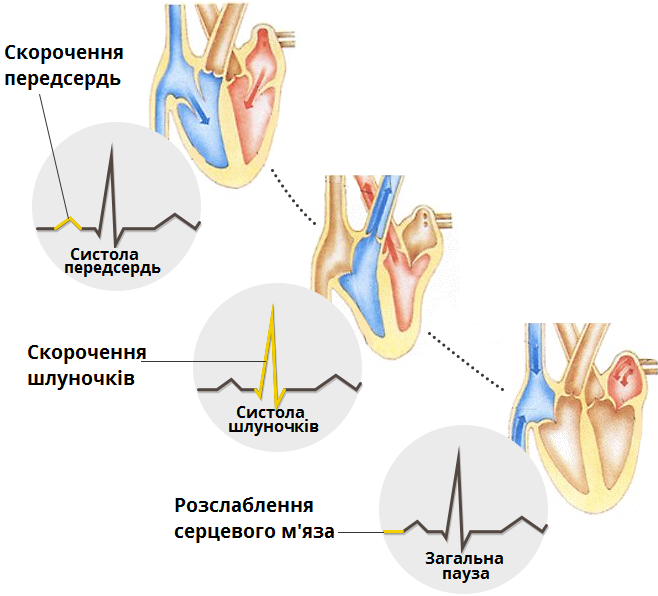 робота серця.png