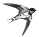 swallow-flying-6325996_1920.png