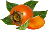 ХУРМА.png