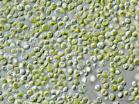 Chlorella_vulgaris_NIES2170.jpg