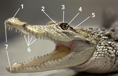 голова крокодил цифри5.jpg