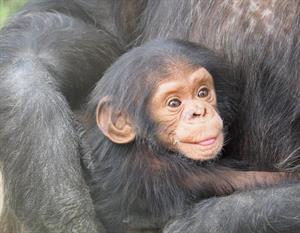 шимпанзе.jpg