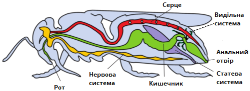 комахи_загальна_будова.png