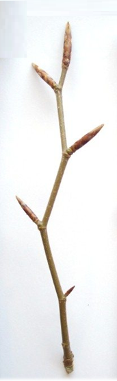 чергове4.png