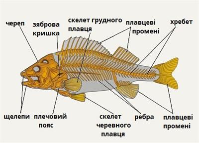 скелет риби підписи01.jpg