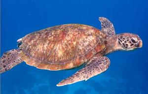 морська черепаха16.jpg