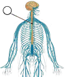с2.png