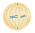 метафаза2.png