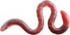 черв.png